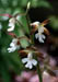 Calanthe discolor