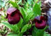 Cyp. smithii