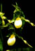 Cyp. x columbianum