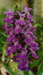 Dactylorhiza pindica x foliosa