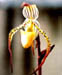 Paph. intinae