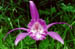 Pl. grandiflora var
