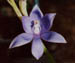 Thelymitra macrophylla