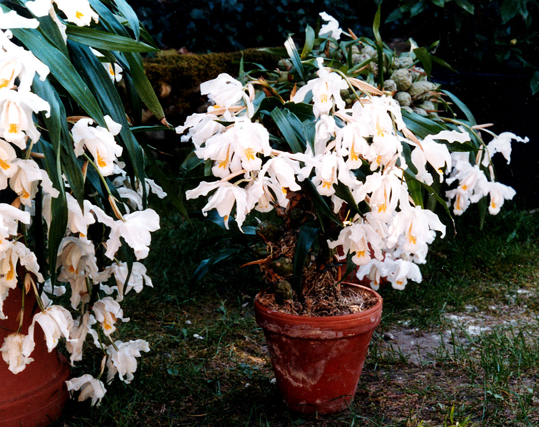 Coelogyne-cristata