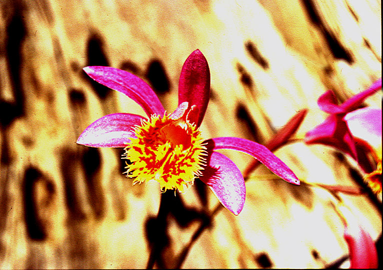 Pleione Vesuvius