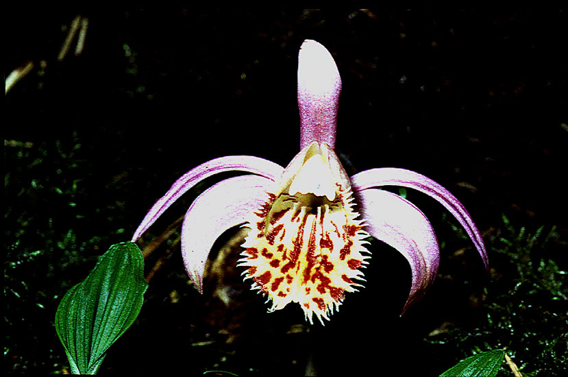 Pleione limprichtii