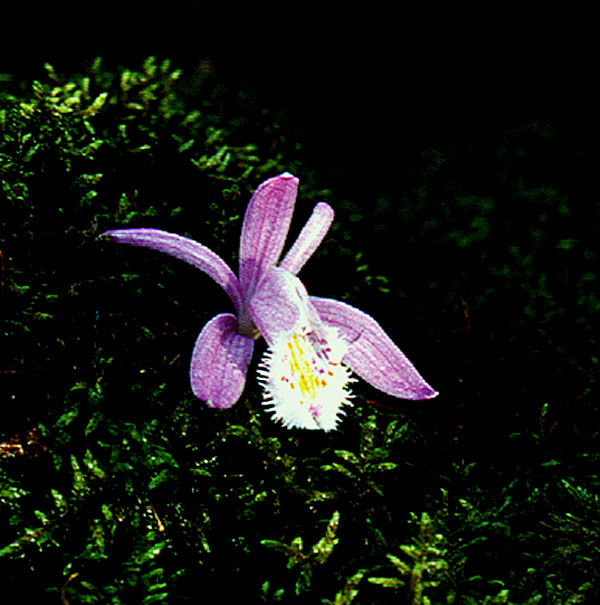 Pleione parecox