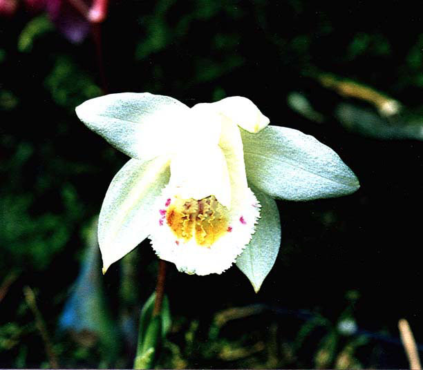 Pleione scopolorum