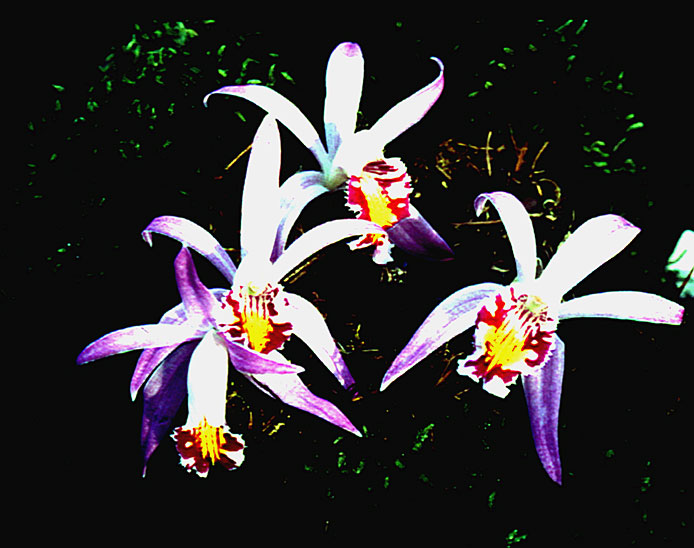 Pleione x-lagenaria