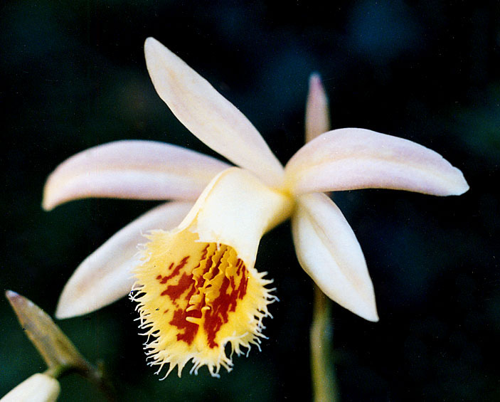 Pleione-Shantung-Aniversary