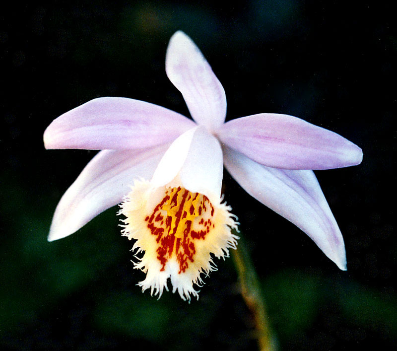 Pleione-Shantung-Silver-Ple