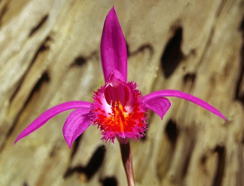 Pleione-Stromboli