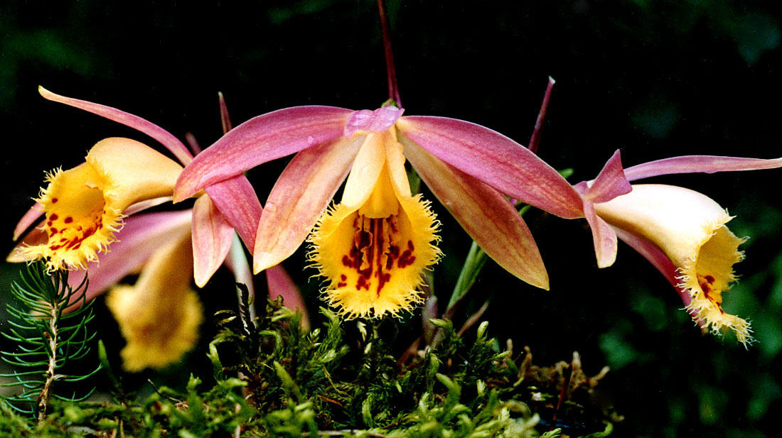 Pleione-Zeus-Weinstein