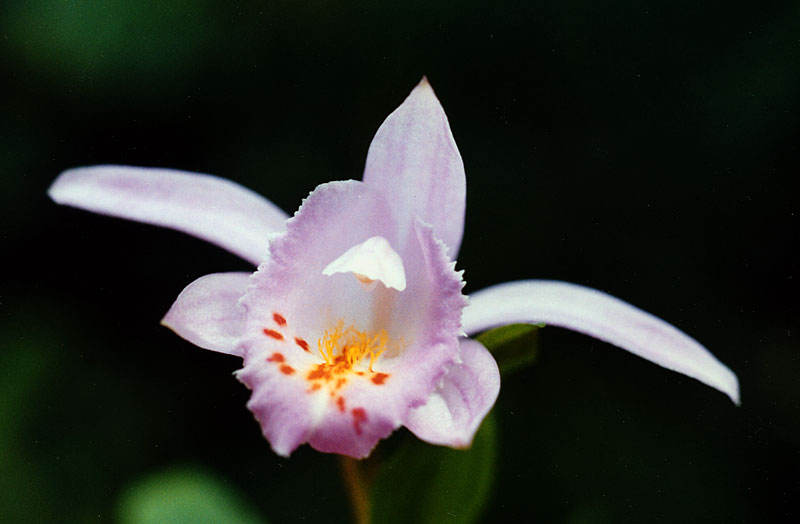 Pleione-aurita-x-chunii