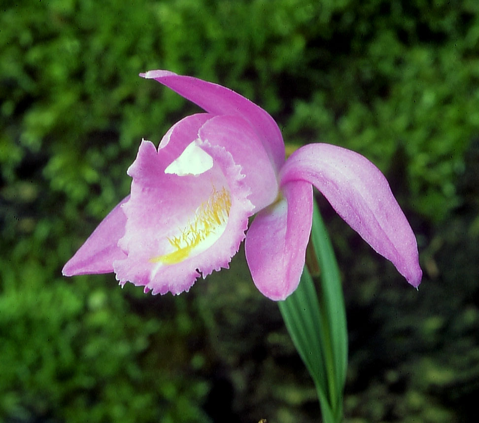 Pleione-aurita