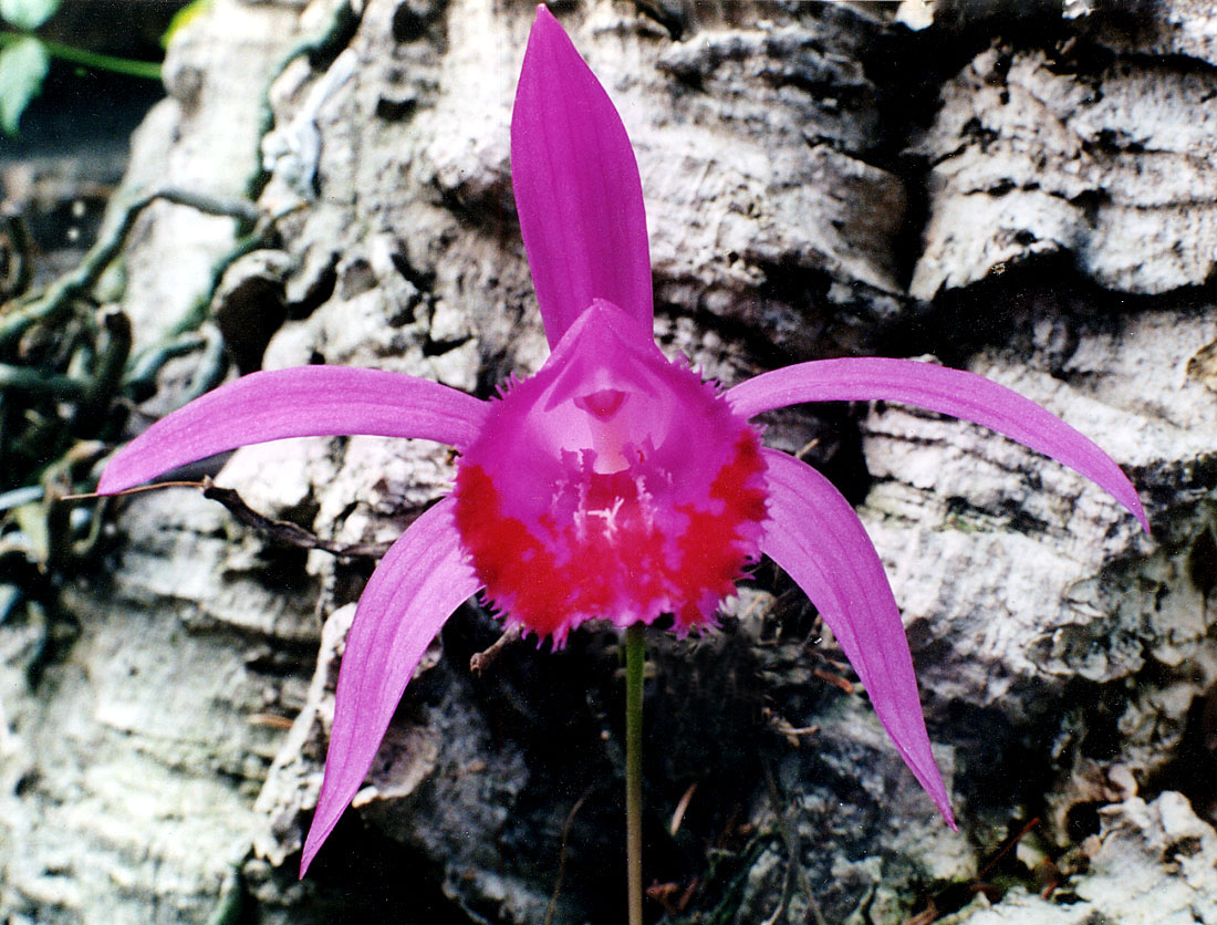 Pleione-chunii-var