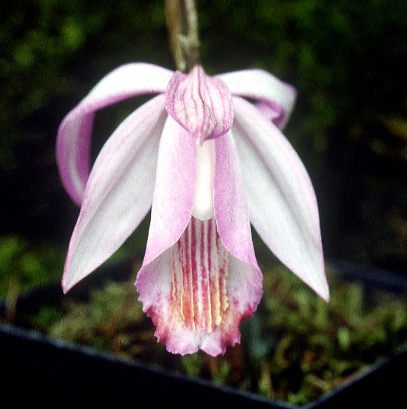 Pleione-coronaria-2