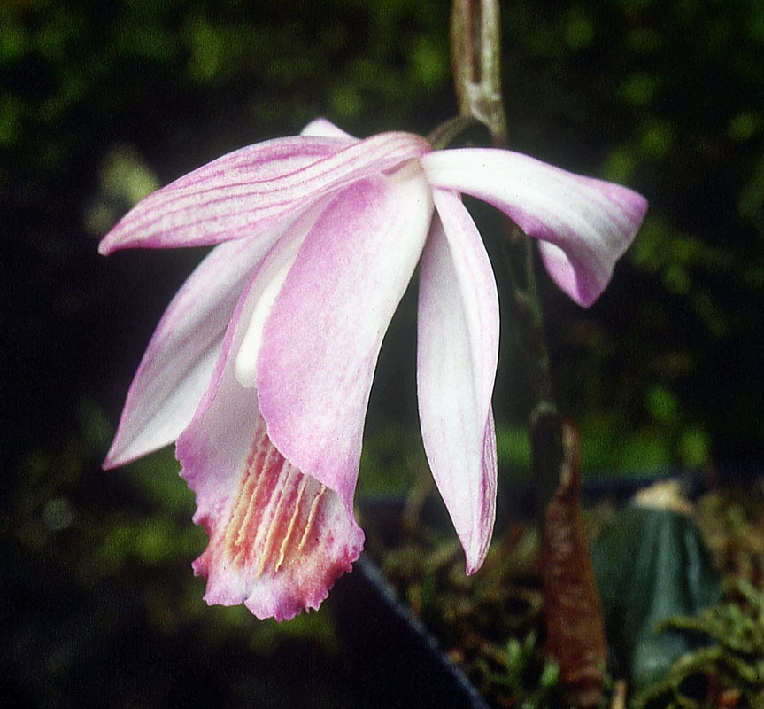 Pleione-coronaria