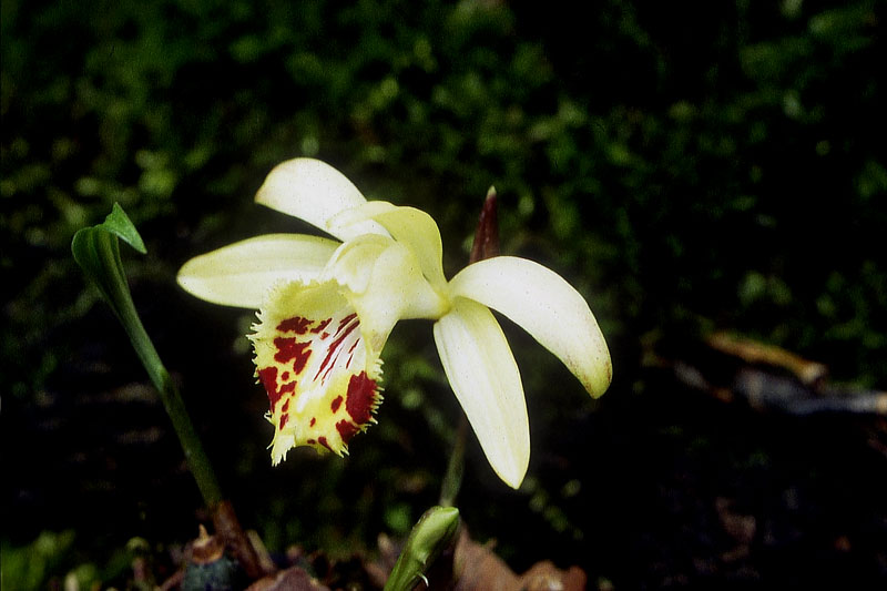 Pleione-foresterii--2