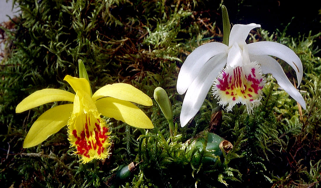 Pleione-foresterii