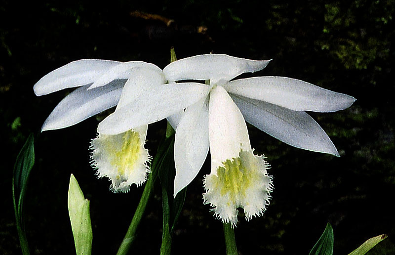 Pleione-formosana--alba