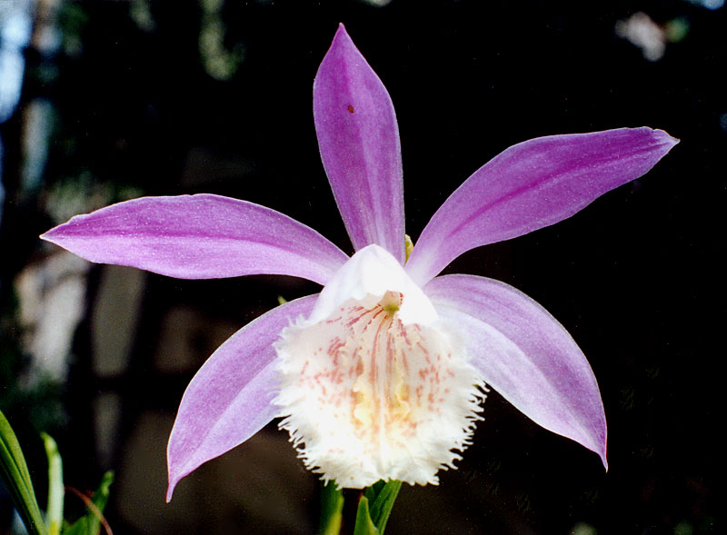 Pleione-formosana