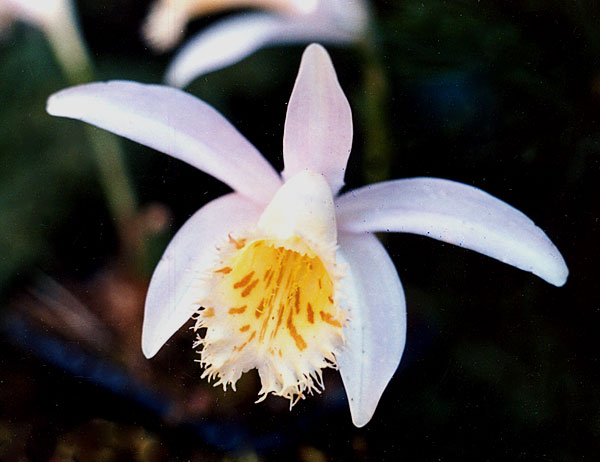 Pleione-grandiflora-2