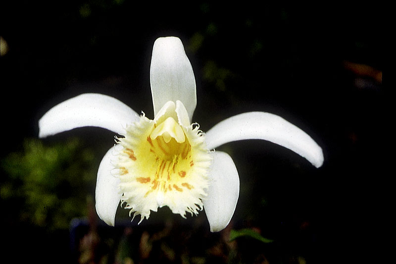 Pleione-grandiflora