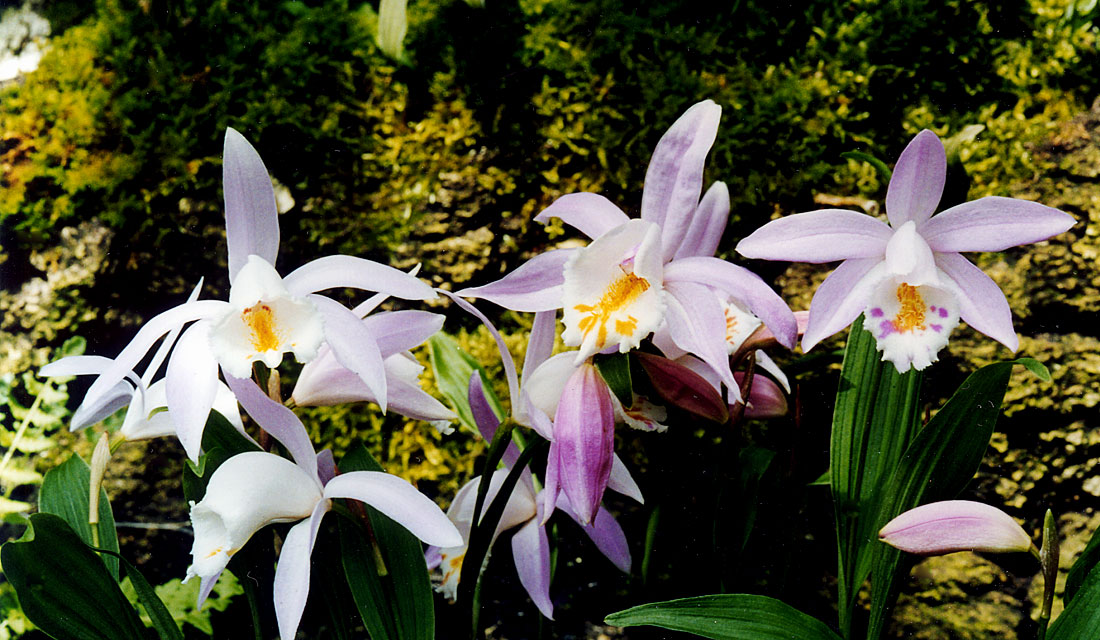 Pleione-hookeriana-var-sine