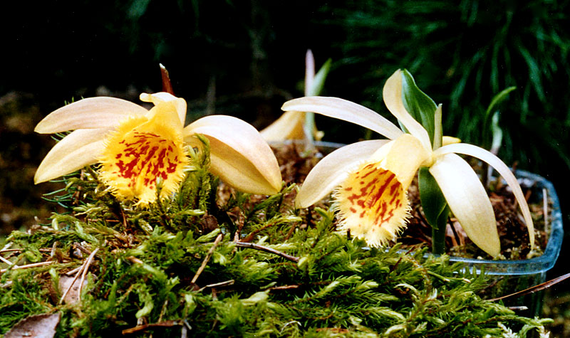 Pleione-humilis-x-foresteri