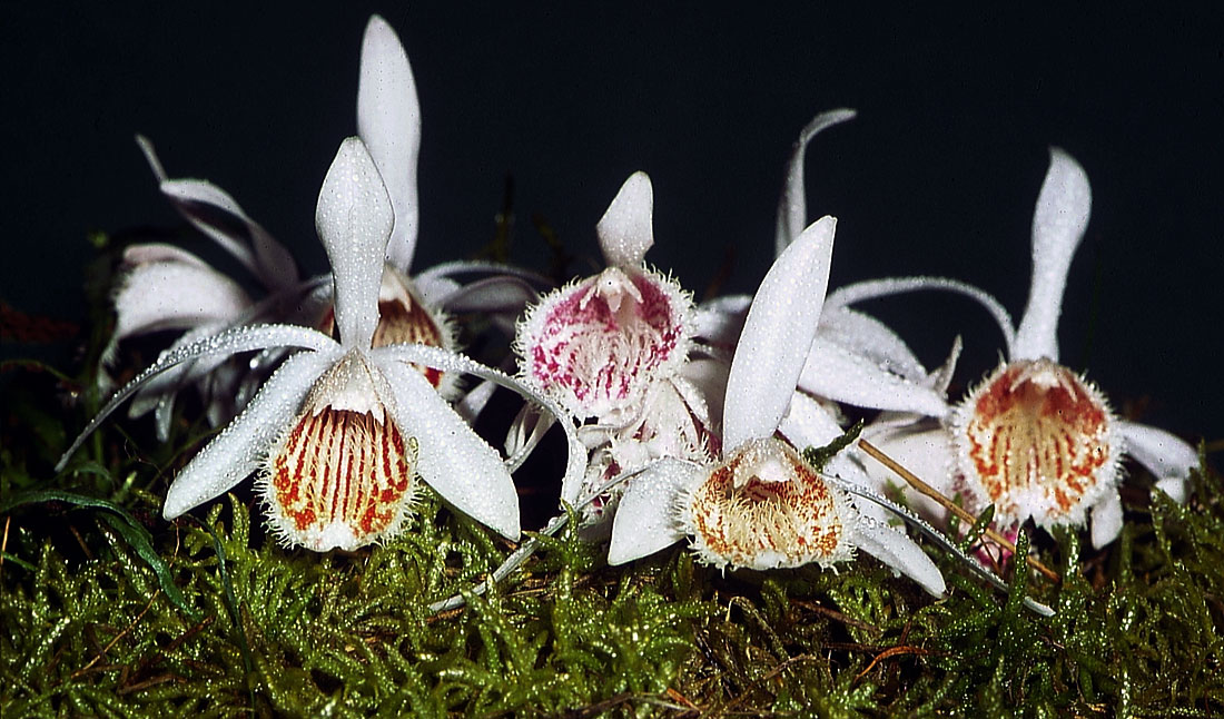 Pleione-humilis