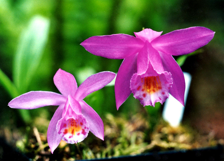 Pleione-kaatiae