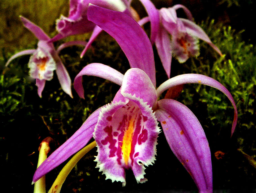 Pleione-reichenbachiana