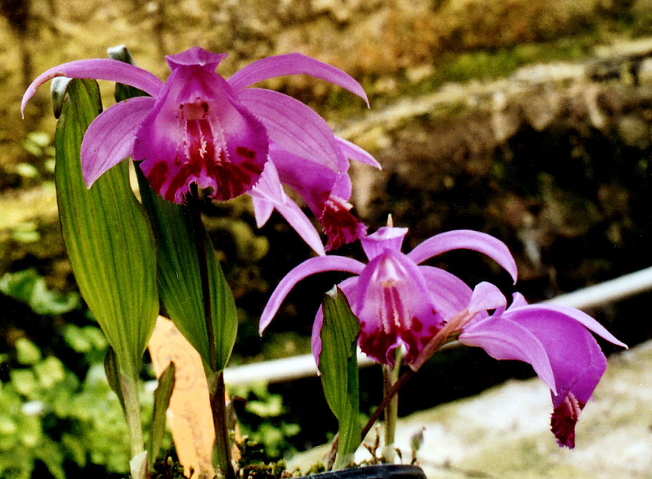 Pleione-sp