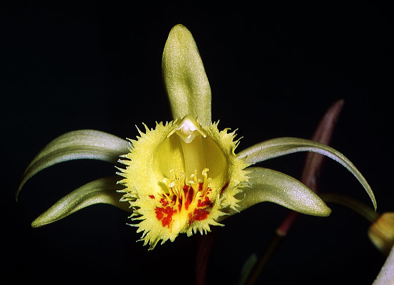 Pleione-x-confusa-(Yunnan-T