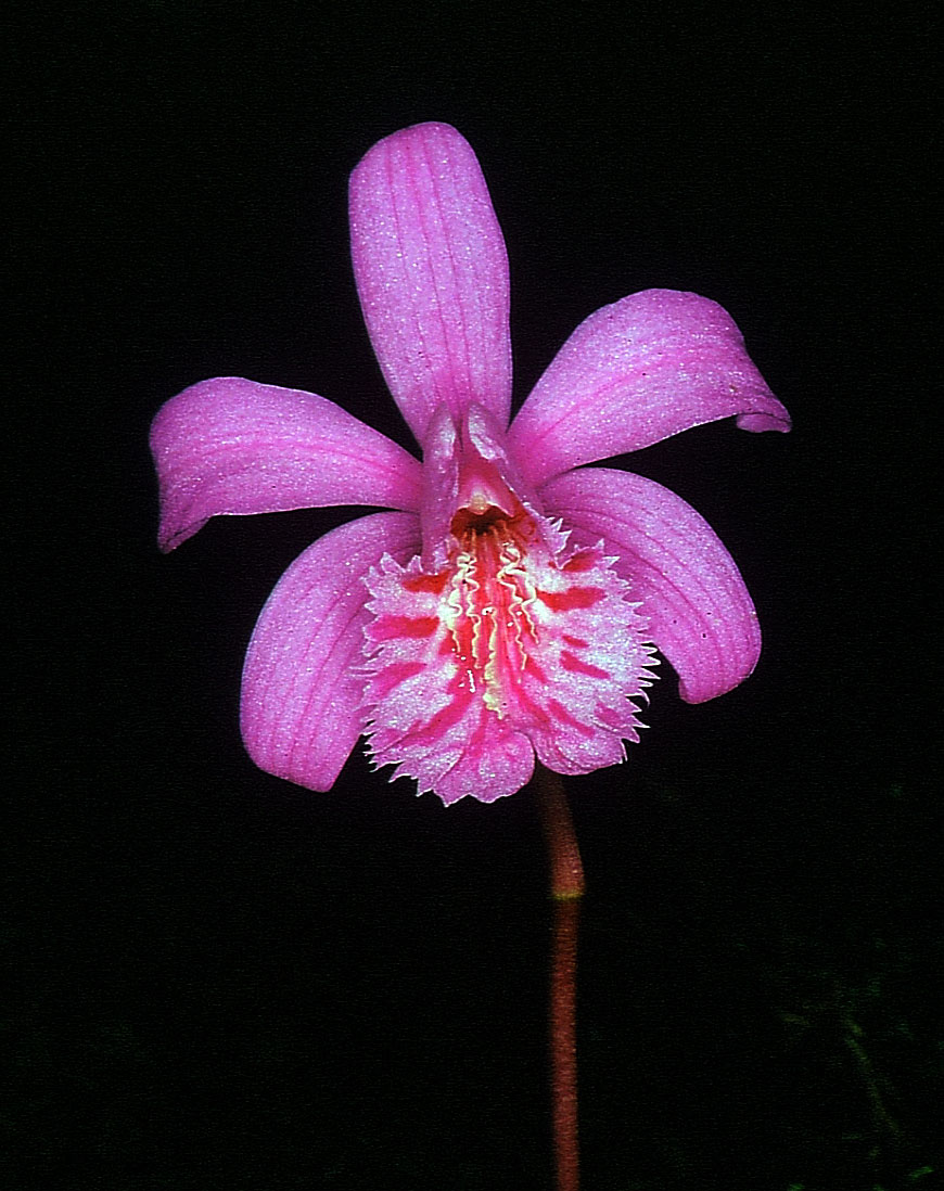 Pleione-yunnanensis