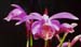 Pleione Brigadoon