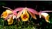 Pleione-Zeus-Weinstein