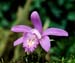 Pleione-aurita-x-(x-barbara