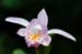 Pleione-aurita-x-chunii