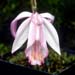 Pleione-coronaria-2