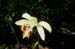 Pleione-foresterii--2