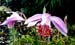 Pleione-foresterii-alba-x-l