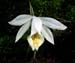 Pleione-formosana-Lucy-Diam