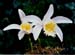 Pleione-grandiflora-rose