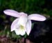 Pleione-hookeriana