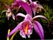 Pleione-reichenbachiana