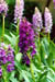 Dactylorhiza